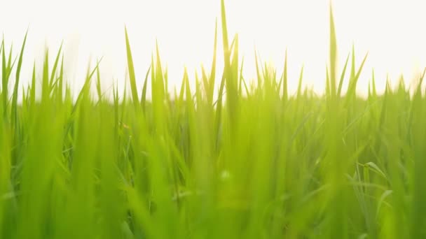 Green Rice Fields Blown Wind Morning Slow Motion — Wideo stockowe