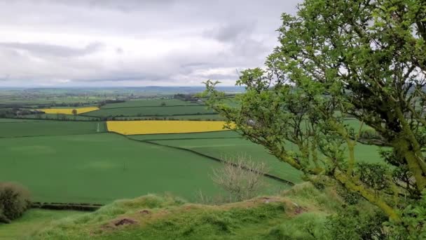 Verdant Landscape Agricultural Fields Rapeseed Canola Flowers Laois County Ireland — Stockvideo