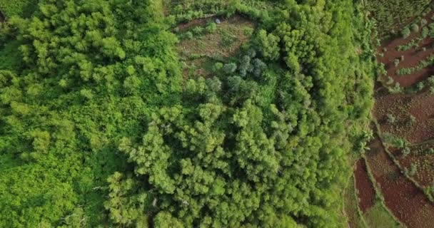 Aerial Headshot Drone View Forest Hill Morning Wonosari Yogyakarta — Stock Video
