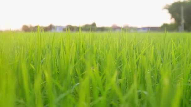 Landscape Rice Field Swaying Wind Slow Motion — Stok video