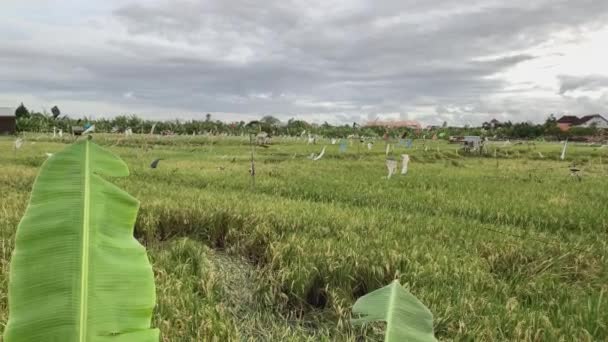 Rice Fields Ubud Plastic Bags Attached Rope Act Deterrent Birds — Stockvideo