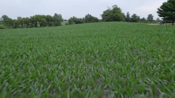 Fly Cornfield Golf Course Drone View — Video Stock