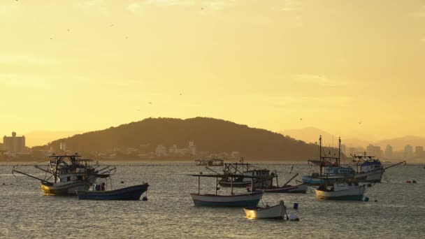 Fishing Boats Anchored Gorgeous Bay Brazil Golden Hour Magical Light — 비디오