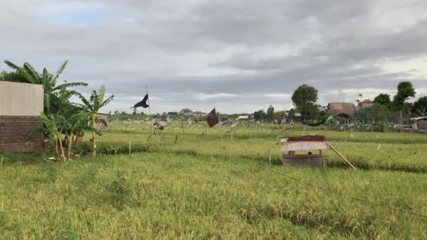 Rice Fields Ubud Plastic Bags Attached Rope Act Deterrent Birds — Stock videók