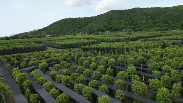 Aerial Fly Pepper Trees Plantation Kampot — Stock Video