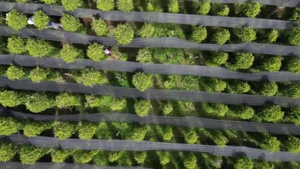 Drone Footage Pepper Trees Worker Collecting Product Plantation Kampot Province — Video Stock