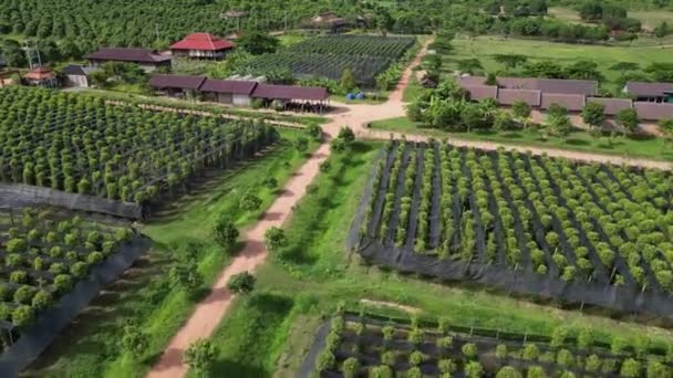 Fly Pepper Trees Plantation Kampot Province Cambodia — Stockvideo