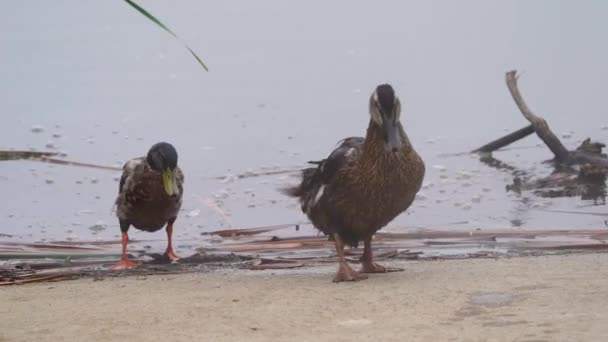 Ducks Sepulveda Wildlife Reserve Encino California — Vídeo de stock