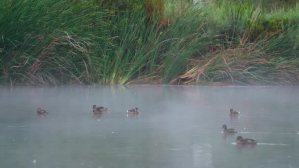 Ducks Sepulveda Wildlife Reserve Encino California — ストック動画