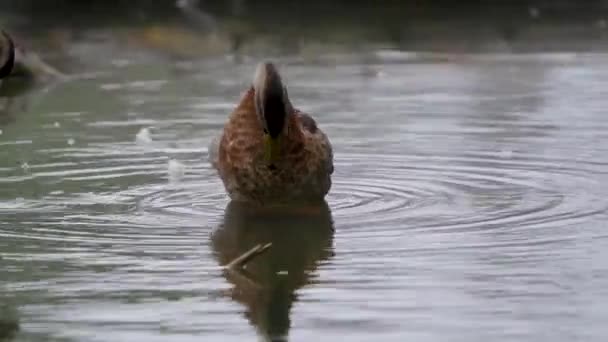 Ducks Sepulveda Wildlife Reserve Encino California — Video Stock