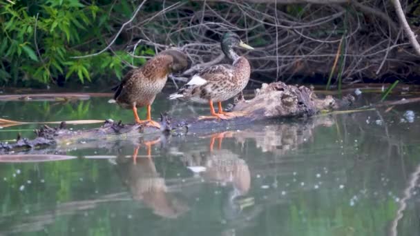 Ducks Sepulveda Wildlife Reserve Encino California — Video Stock