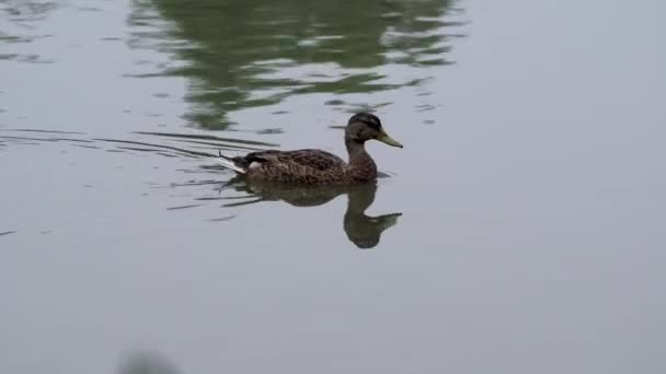 Ducks Sepulveda Wildlife Reserve Encino California — Stock videók