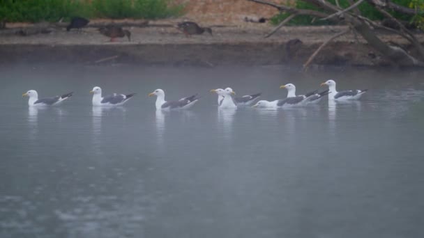 Seagulls Sepulveda Wildlife Reserve Encino California — Stock Video