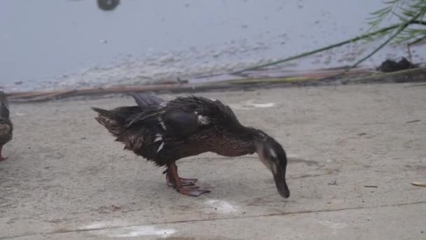 Ducks Sepulveda Wildlife Reserve Encino California — Stockvideo