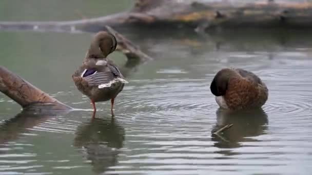 Ducks Sepulveda Wildlife Reserve Encino California — Video Stock