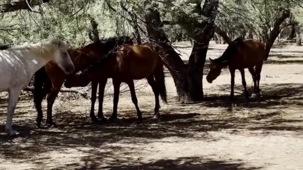 Wild Mustang Mother Nursing Her New Offspring Salt River Coon — Stockvideo