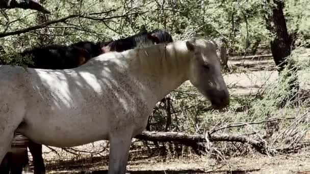 Wild Mustang Napping Cool Shade Trees Salt River Coon Bluff — Video Stock