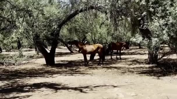 Άγρια Mustangs Βόσκηση Χαμηλά Νέα Φυλλώδη Κλαδιά Κοντά Στο Ποτάμι — Αρχείο Βίντεο