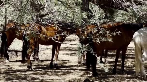 Wild Mustangs Enjoying Shade Trees Salt River Coon Bluff Mesa — Stockvideo
