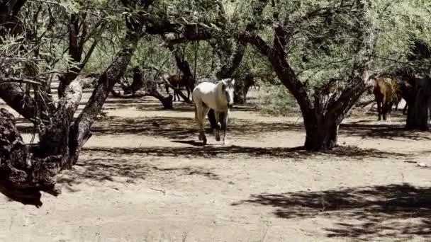 Wild Mustang White Stallion Turning Salt River Coon Bluff Mesa — Stockvideo