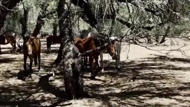 Curious Wild Mustangs Возле Соленой Реки Кун Блафф Мэн Аризона — стоковое видео