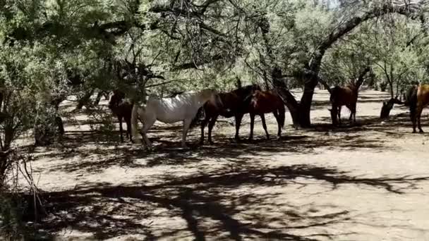 Wild Mustang Mother Nursing Her Baby Salt River Coon Bluff — 비디오