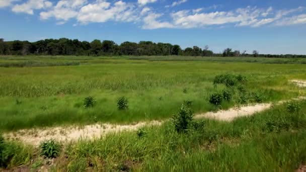 Low Angle Drone Shot Tall Green Grass Dark Green Trees — ストック動画