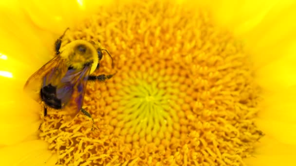 Close Bee Pollinates Yellow Sunfloweer Summmertime Large Carpenter Bee Bumblebees — 图库视频影像