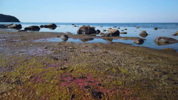 Rotting Seaweed Rocks Open Ocean Gotland Sweden Static — Stockvideo