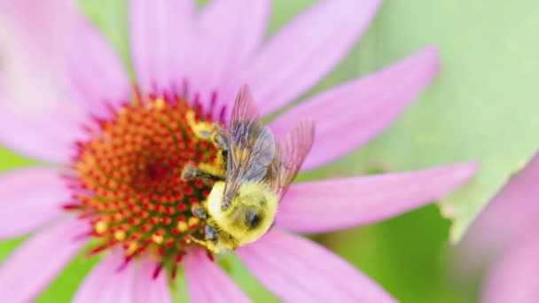 Large Carpenter Bee Pollinates Pretty Red Pink Flower Summmer Spring — Vídeo de Stock