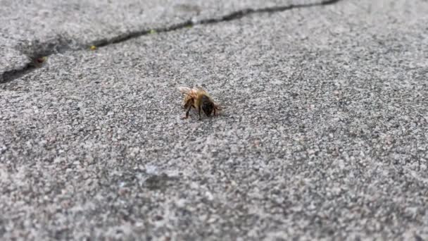 Single Bee Perching Concrete Ground Closeup — ストック動画