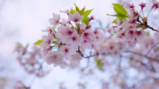 Looking Natural Cherry Blossom Branch Pink Springtime Flower Blossoms Blue — Stok Video