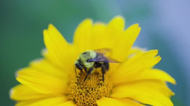 Bee Pollinates Yellow Flower Summmertime Large Carpenter Bee Bumblebees Other — Vídeo de Stock