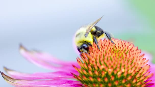 Μεγάλες Μέλισσα Ξυλουργός Γονιμοποιεί Ένα Όμορφο Κόκκινο Και Ροζ Λουλούδι — Αρχείο Βίντεο
