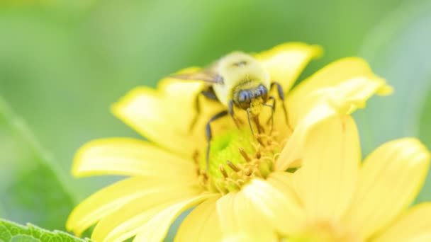 Bee Pollinates Yellow Flower Summmertime Large Carpenter Bee Bumblebees Other — Stock videók