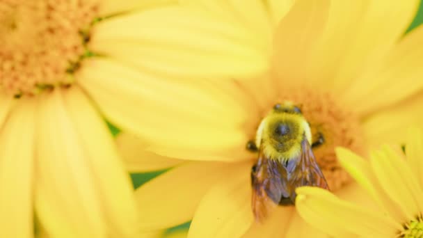 Bee Pollinates Yellow Flower Summmertime Large Carpenter Bee Bumblebees Other — Stok video