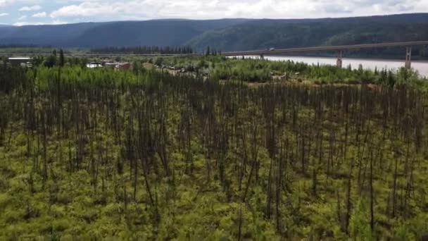 Drone Flying Leafless Dead Alaska Forest Yukon River Camp Summer — Vídeo de stock