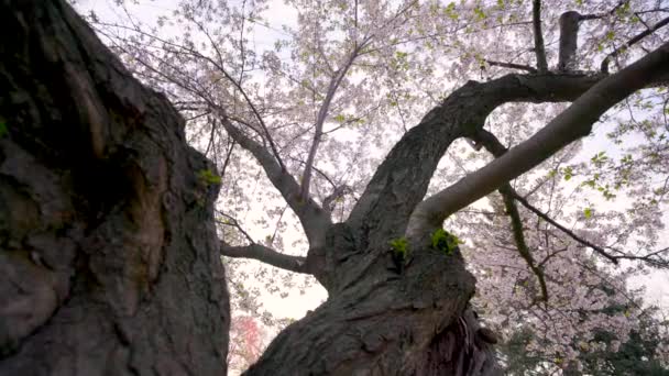 Ancient Cherry Blossom Tree Thick Twisted Branches Flowers Bloom Springtime — Stockvideo