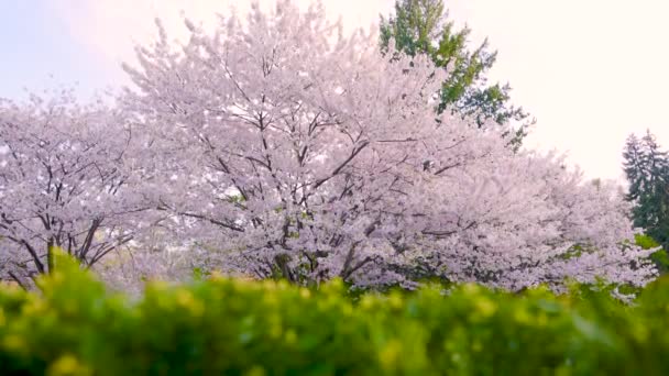 Wide Landscape View Japanese Cherry Blossom Trees Botanical Garden Green — Video