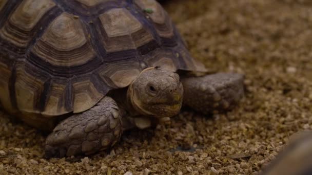 Close Tortoise Head Big Claws Beautiful Shell — Stok video