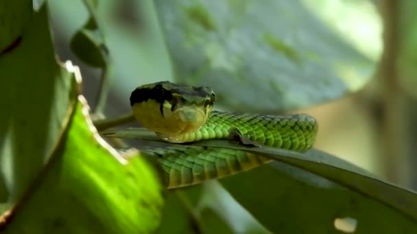 Green Pit Viper Sri Lanka Green Snake Video — Vídeos de Stock