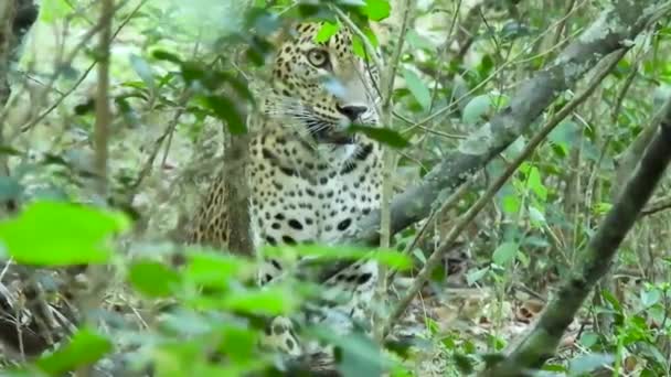 Leopard Jungle Wildlife Sri Lanka Big Cat Hunting — Vídeo de stock