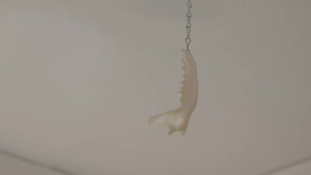 天井ファンチェーンプーリーからぶら下がっている動物の顎の一部 — ストック動画