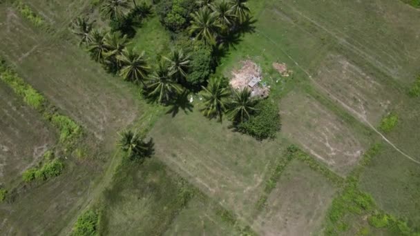 Imágenes Aéreas Sobre Campos Verdes Cocos Provincia Kampot Camboya — Vídeo de stock