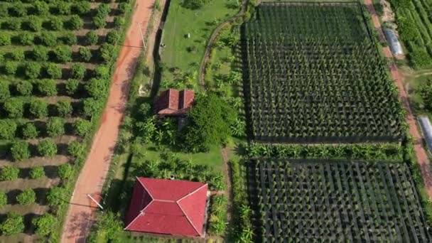 Aerial Drone Footage Plantation Pepper Fields Biggest Production Place Phnom — Vídeo de stock