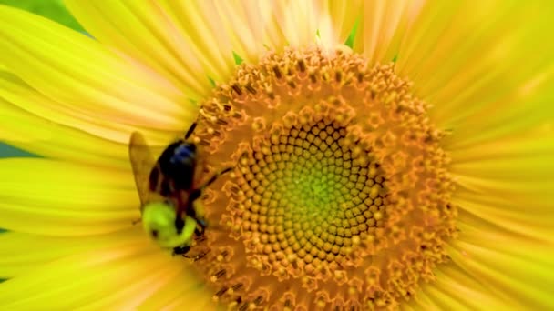 Bee Pollinates Yellow Sunfloweer Summmertime Large Carpenter Bee Bumblebees Other — Vídeos de Stock