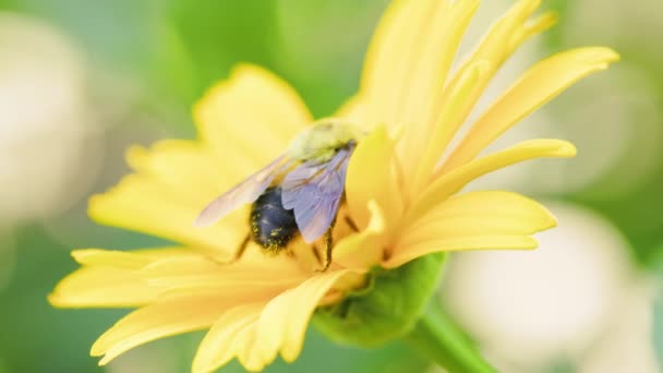 Bee Pollinates Yellow Flower Summmertime Large Carpenter Bee Bumblebees Other — 图库视频影像
