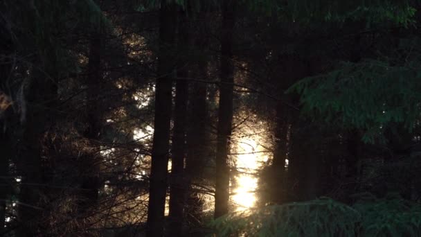 Sunset Pine Forest Nature Background Zoom — Vídeos de Stock