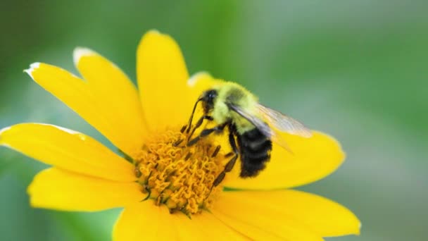 Bee Pollinates Yellow Flower Summmertime Large Carpenter Bee Bumblebees Other — Vídeo de Stock