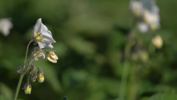 Potato Flower Swaying Wind Farm Field Selective Focus — Stock videók